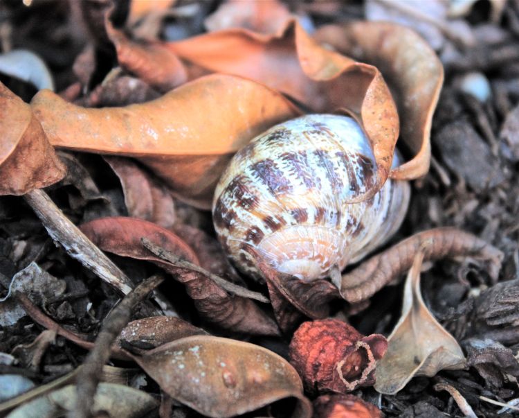 Snail amongst fallen leaves debiriley.com