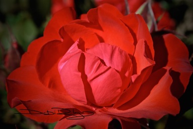 scarlet red rose photograph debiriley.com