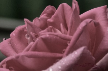Faded Rose photo 