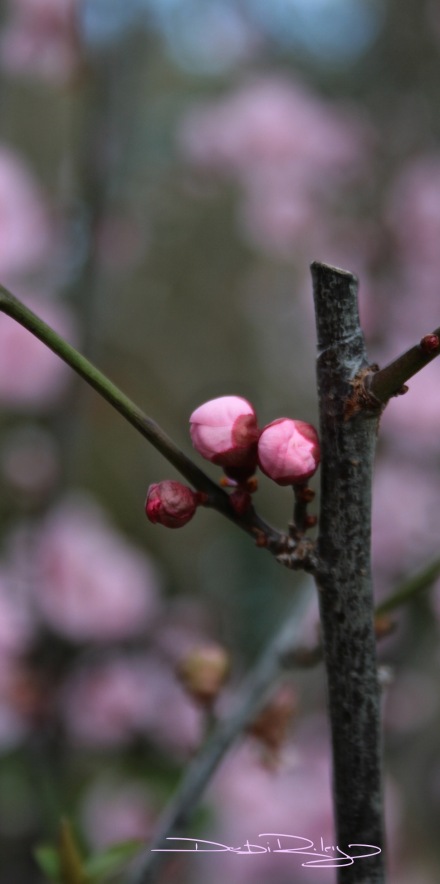 Photo, plum blossoms and buds, debiriley.com