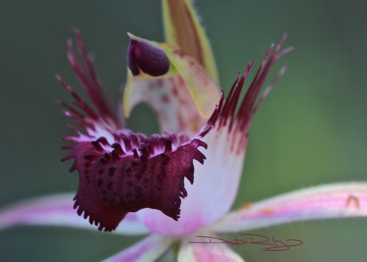 carousel spider orchid, Perth WA, photo debiriley.com 