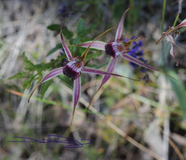 spider orchids Perth WA   debiriley.com 