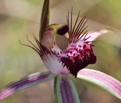 Spider Orchid, Perth photograph debiriley.com