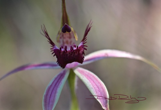 Perth Orchid, carousel spider orchid debiriley.com 
