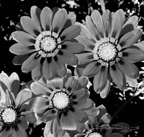 flower photo in b/w, debiriley.com 