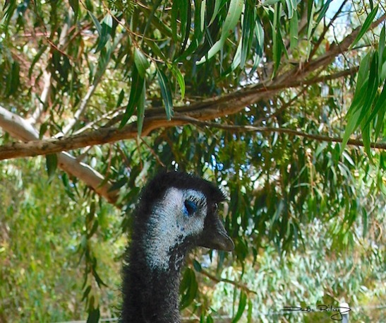 shy looks emu, photograph, debiriley.com 