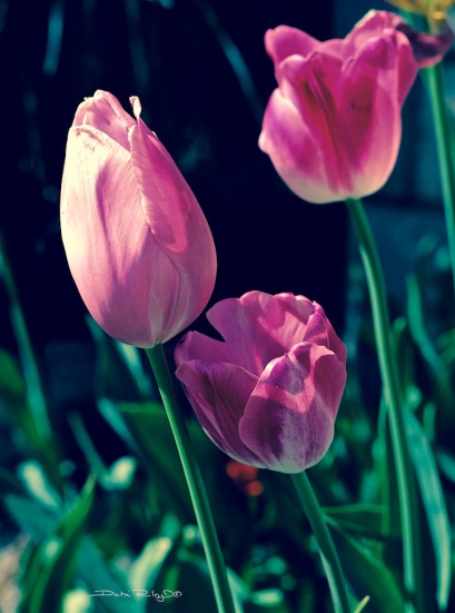 spring tulips remembered, pink tulip photo, debiriley.com