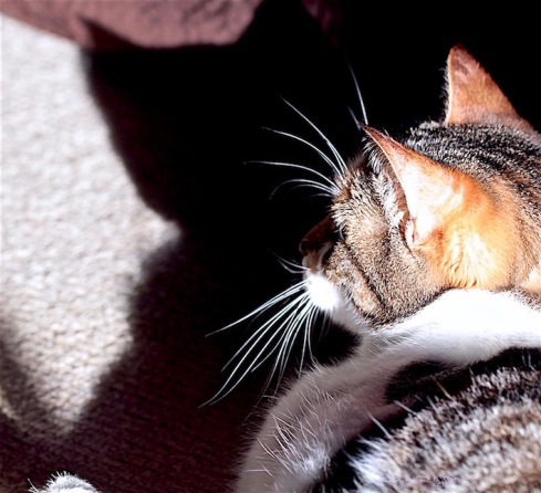 cat whiskers shadows, photo, debiriley.com