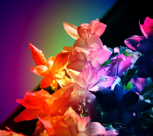 fire petals of a flower, abstract digital art painting, debi riley 