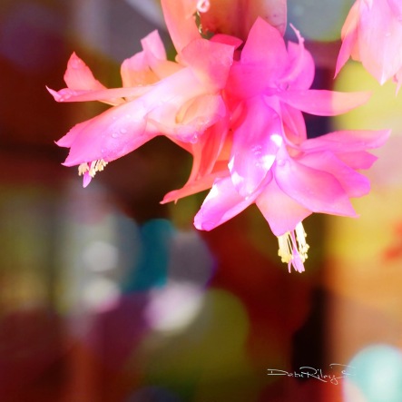 hot pink cactus bloom photograph, debi riley art photo