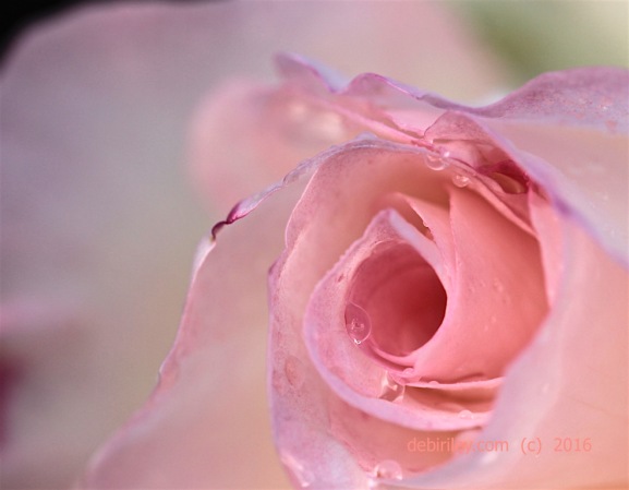 Raindrops on roses, rose photograph, debi riley paintings 