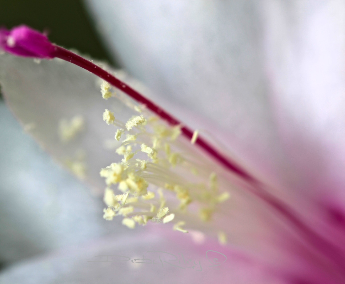 flower macro photograph, canon eos, 100mm lens, debi riley art