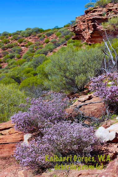 lilac wildflowers Kalbarri Gorges, Western Australia, sightseeing near Perth, Kalbarri Gorges, debiriley.com 