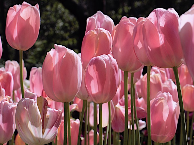 pink tulips, spring flowers, debiriley.com