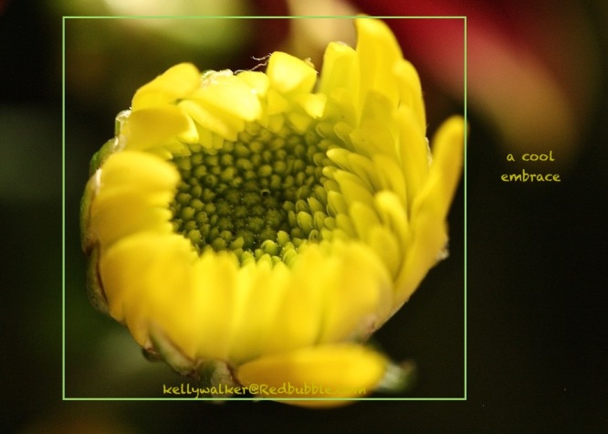 flower photography, kellywalker@Redbubble.com, color therapy with yellow, healing with flowers, debiriley.com
