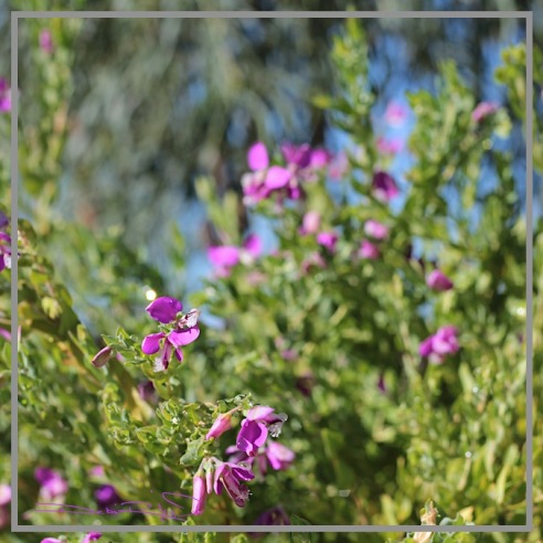 magenta blooms, flower photograph Perth, western australia flora, nature walks, zen strolls, debiriley.com