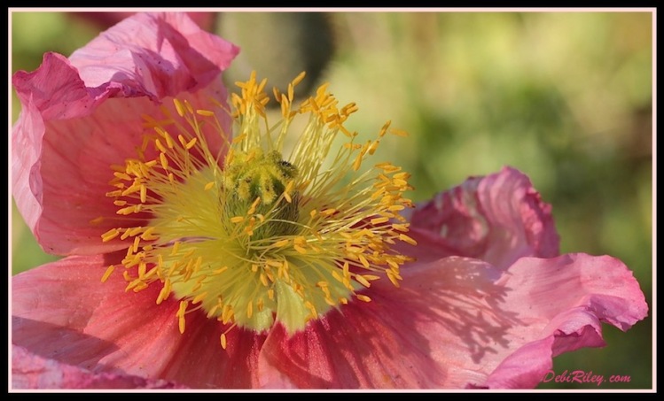 flower macro photography, spring flower gardens, pink poppies, debiriley.com 