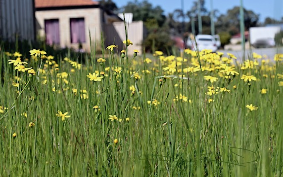 finding nature's treasures on walks, fields of yellow flowers, canon rebel eos, debiriley.com 