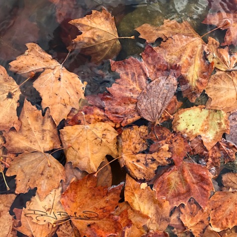 autumn leaves in pond photograph 