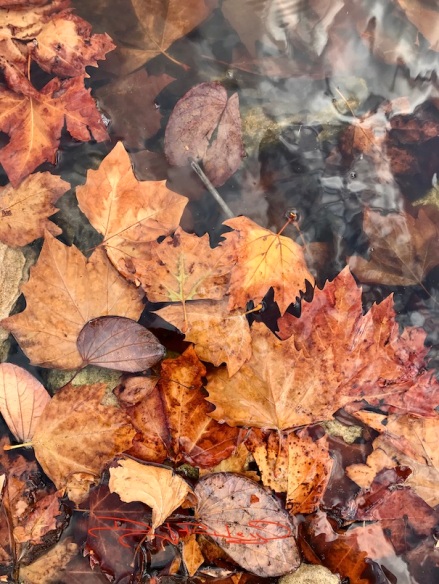 fallen leaves in pond